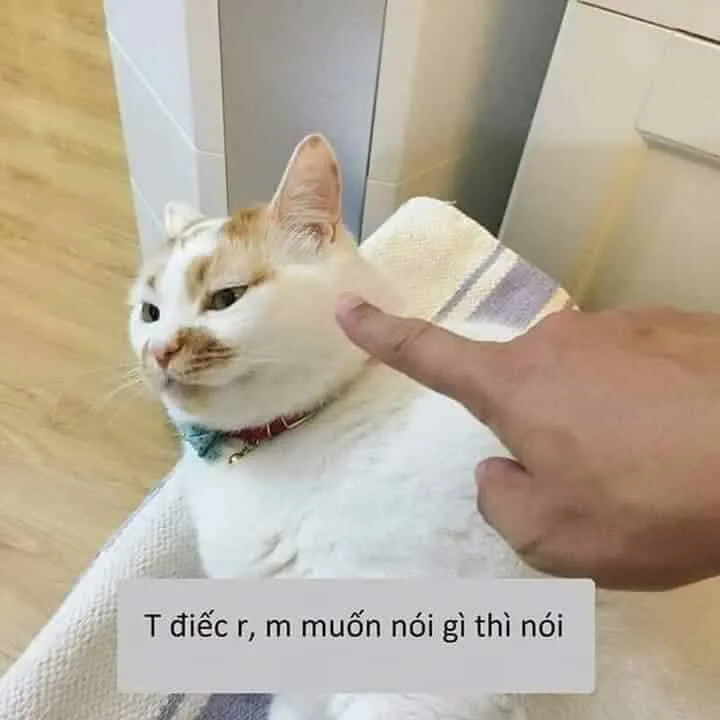 Bộ sưu tập ảnh meme dỗi siêu hài hước cho mọi tâm trạng