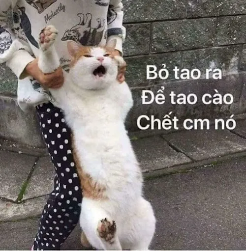 Bộ sưu tập hơn 50 hình ảnh meme tức giận siêu lầy lội