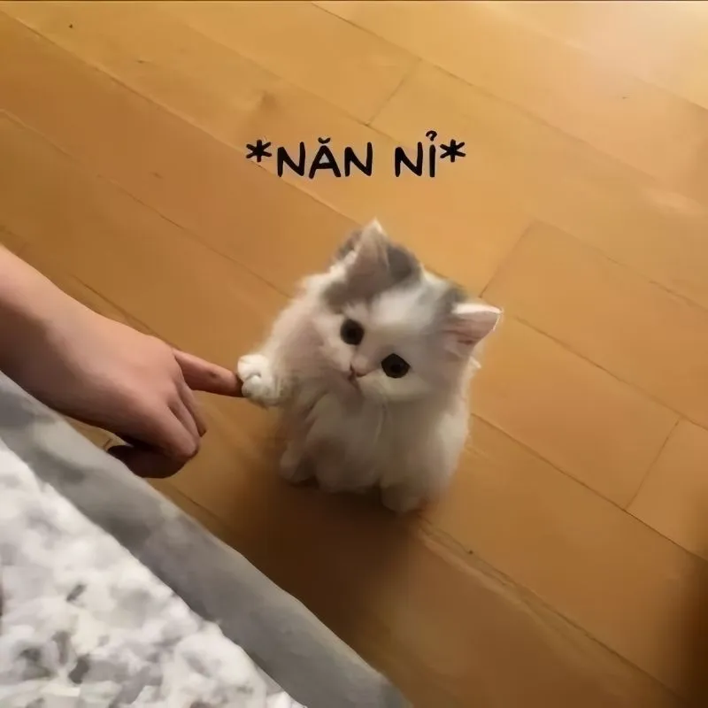 Bùng nổ cảm xúc với kho ảnh meme cute siêu hài hước đáng yêu nhất