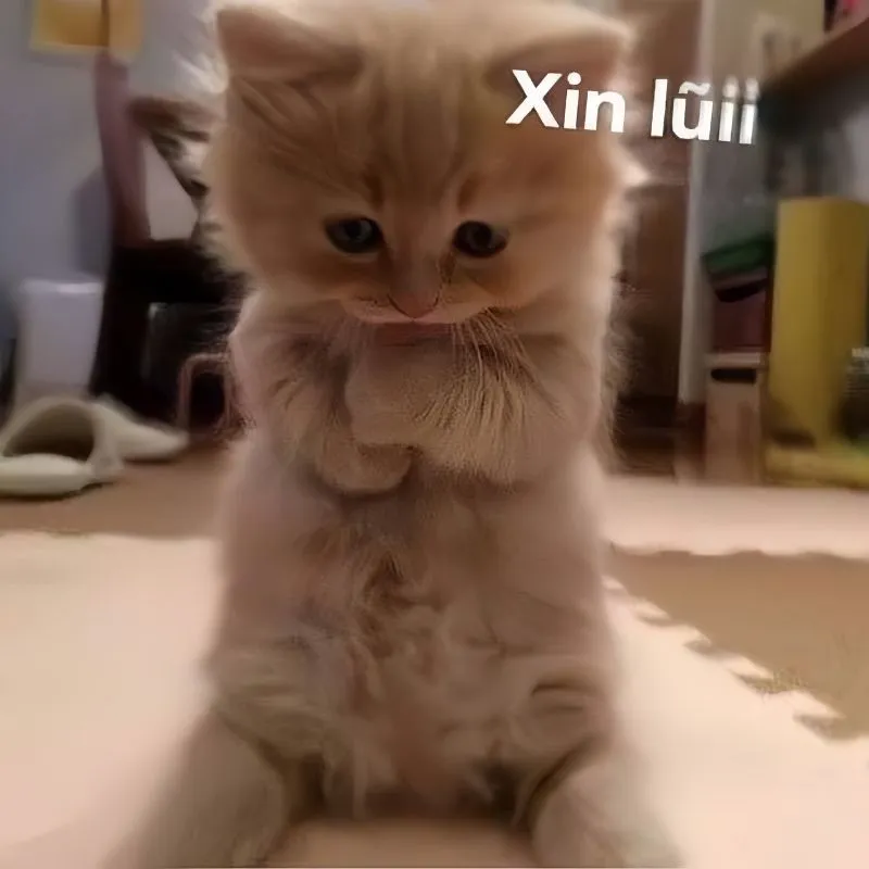 Bùng nổ cảm xúc với kho ảnh meme cute siêu hài hước đáng yêu nhất