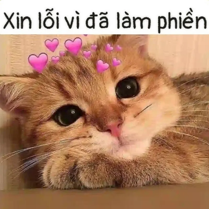 Bùng nổ cảm xúc với kho ảnh meme cute siêu hài hước đáng yêu nhất