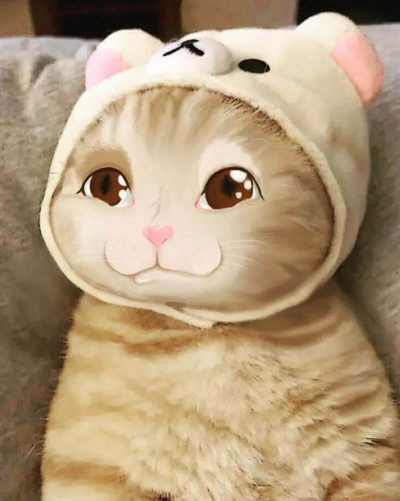 Bùng nổ cảm xúc với kho ảnh meme cute siêu hài hước đáng yêu nhất