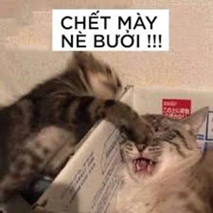 Cười bể bụng với những hình meme tát hài hước nhất mạng xã hội