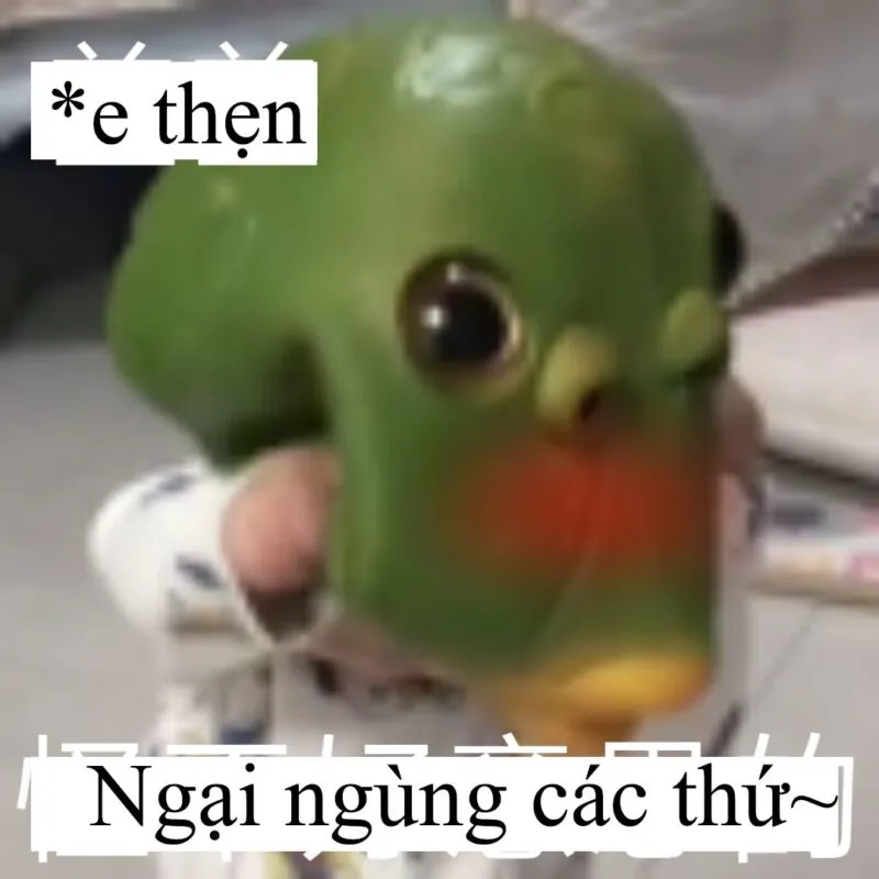 Cười té ghế với bộ ảnh meme ngại ngùng hài hước nhất