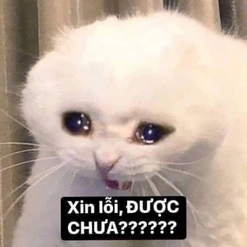 Hình meme xin lỗi hài hước giúp bạn xoa dịu mọi bực tức căng thẳng