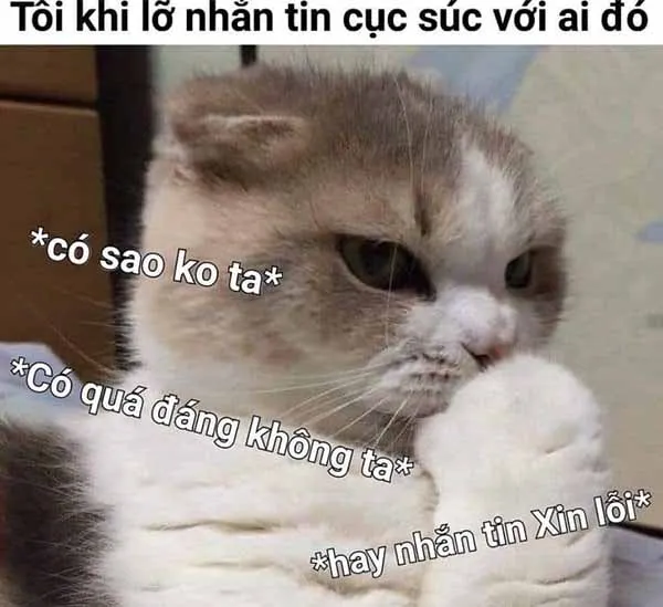 Hình meme xin lỗi hài hước giúp bạn xoa dịu mọi bực tức căng thẳng