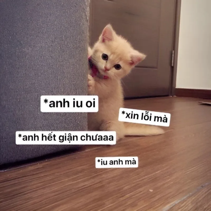 Hình meme xin lỗi hài hước giúp bạn xoa dịu mọi bực tức căng thẳng