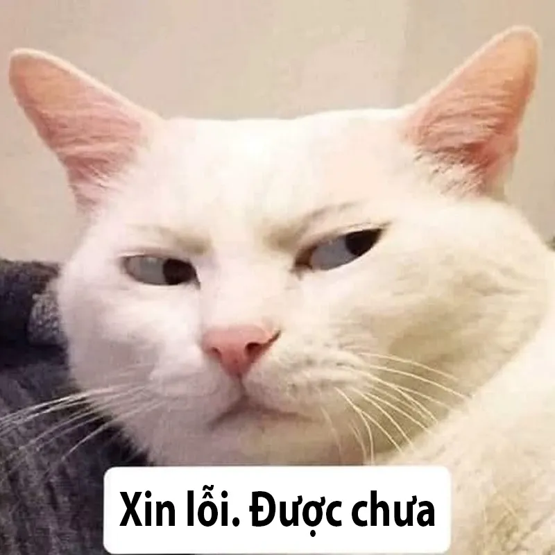 Hình meme xin lỗi hài hước giúp bạn xoa dịu mọi bực tức căng thẳng