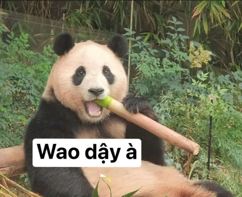 Khám phá những hình ảnh hài hước độc đáo từ meme Trung Quốc