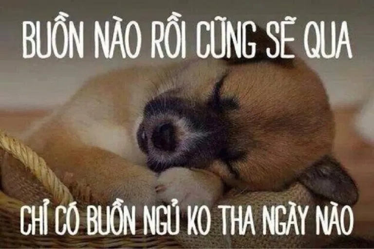 Khi những hình ảnh meme ngủ ngon hài hước nhất thay lời chúc ngủ ngon