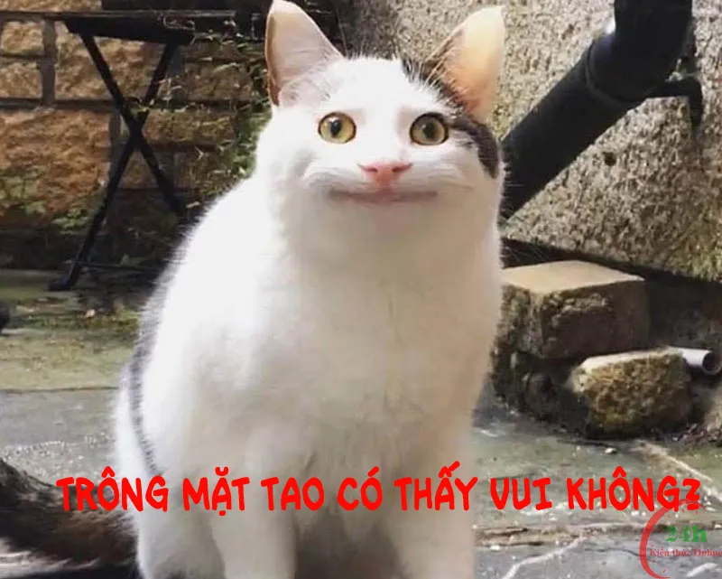 Kho ảnh meme bất lực đỉnh cao nhất khiến bạn bó tay hoàn toàn