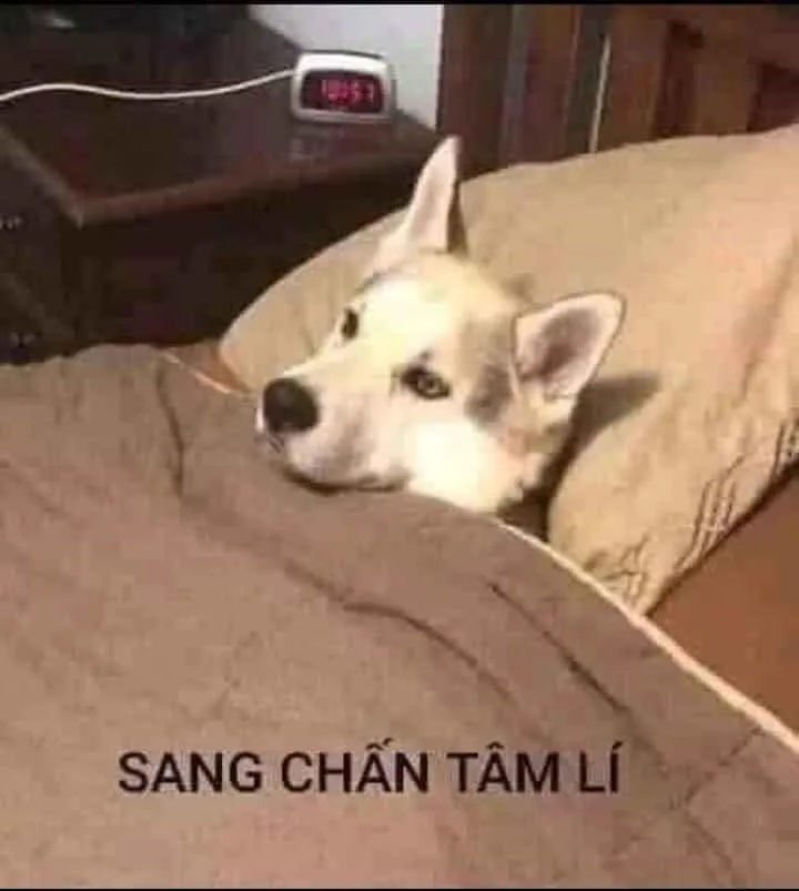 Kho ảnh meme bất lực đỉnh cao nhất khiến bạn bó tay hoàn toàn