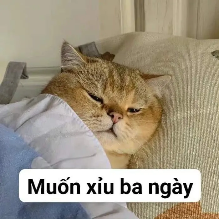 Kho ảnh meme bất lực đỉnh cao nhất khiến bạn bó tay hoàn toàn