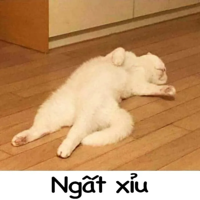 Kho ảnh meme bất lực đỉnh cao nhất khiến bạn bó tay hoàn toàn