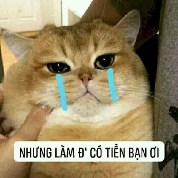 Kho ảnh meme khóc mang nhiều cung bậc cảm xúc buồn khác nhau