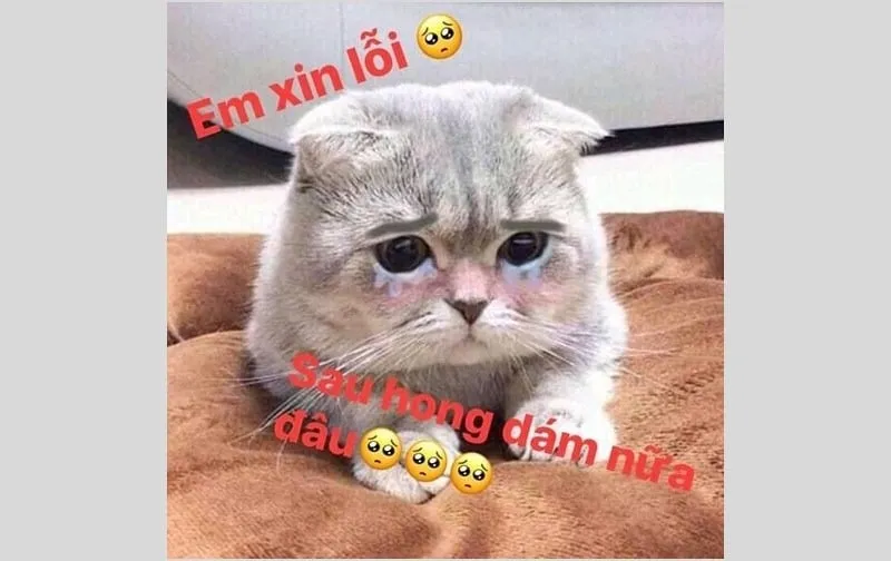 Kho ảnh meme khóc mang nhiều cung bậc cảm xúc buồn khác nhau