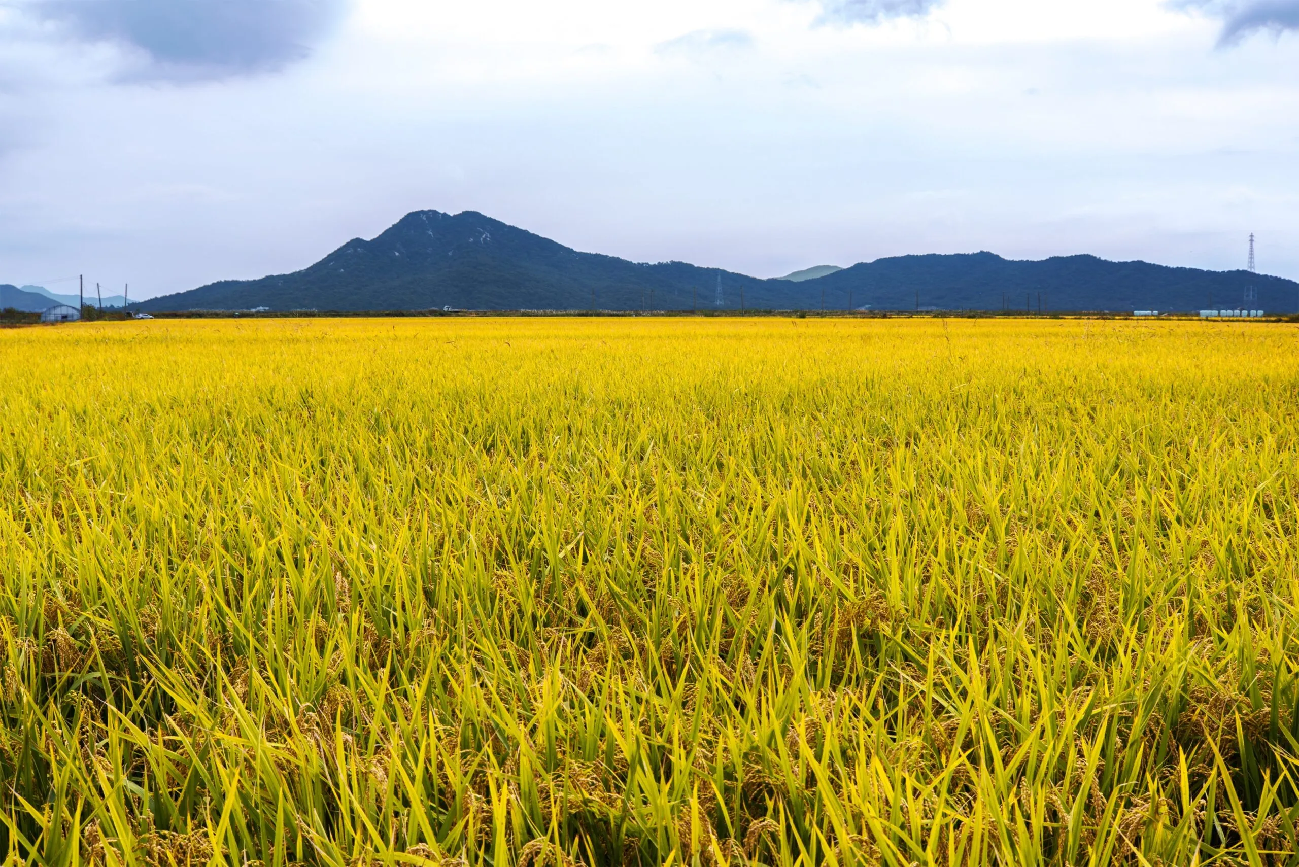 Kho ảnh tuyệt đẹp của phong cảnh cánh đồng lúa chín vàng 