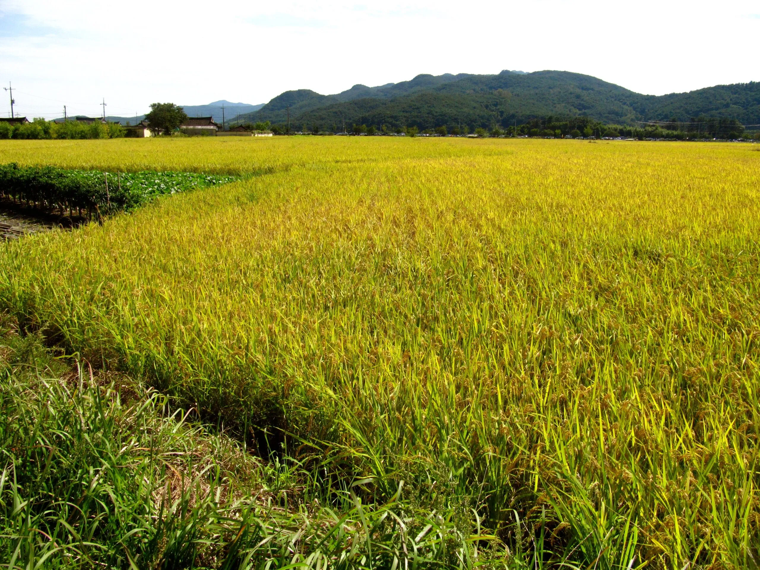 Kho ảnh tuyệt đẹp của phong cảnh cánh đồng lúa chín vàng 