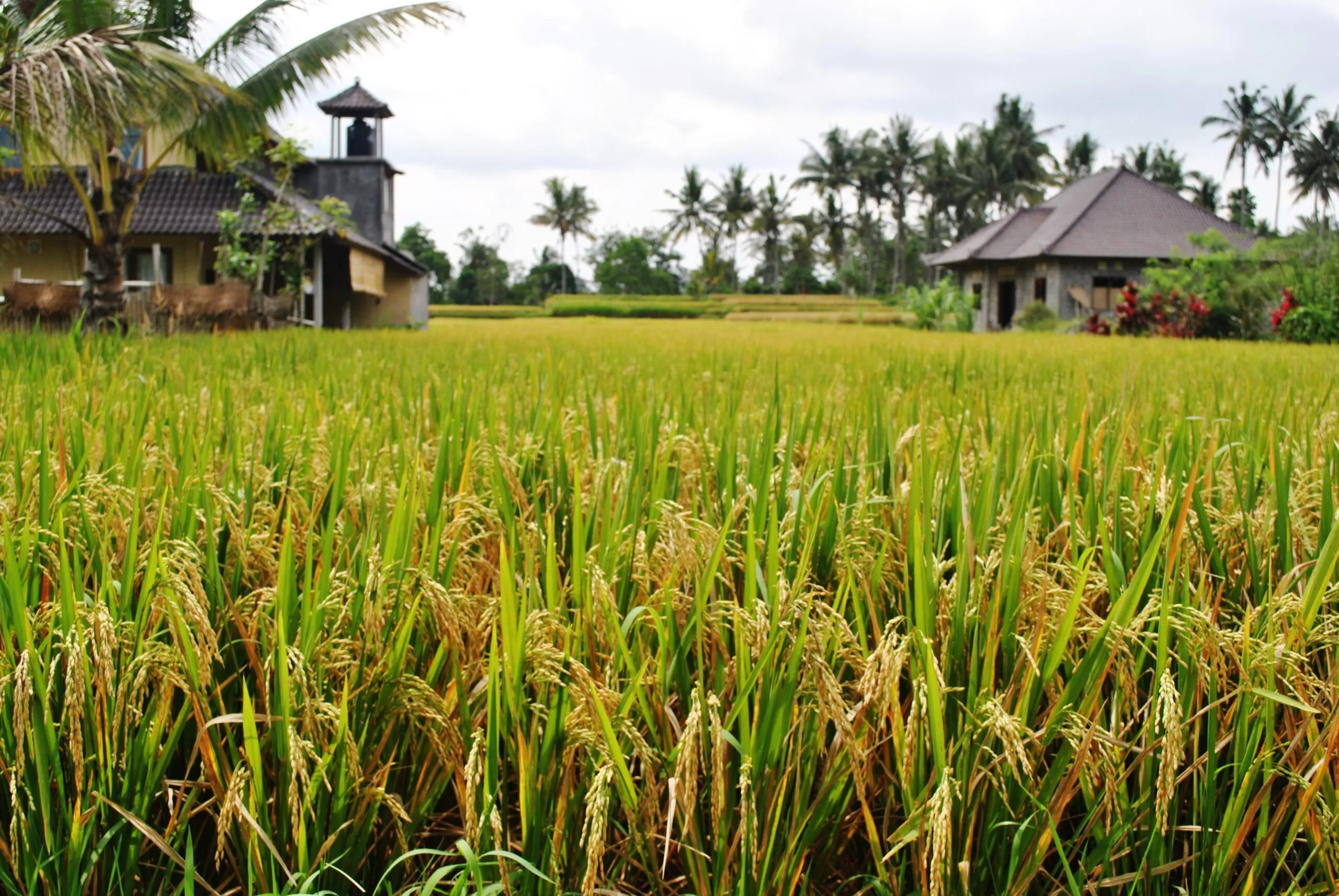 Kho ảnh tuyệt đẹp của phong cảnh cánh đồng lúa chín vàng 