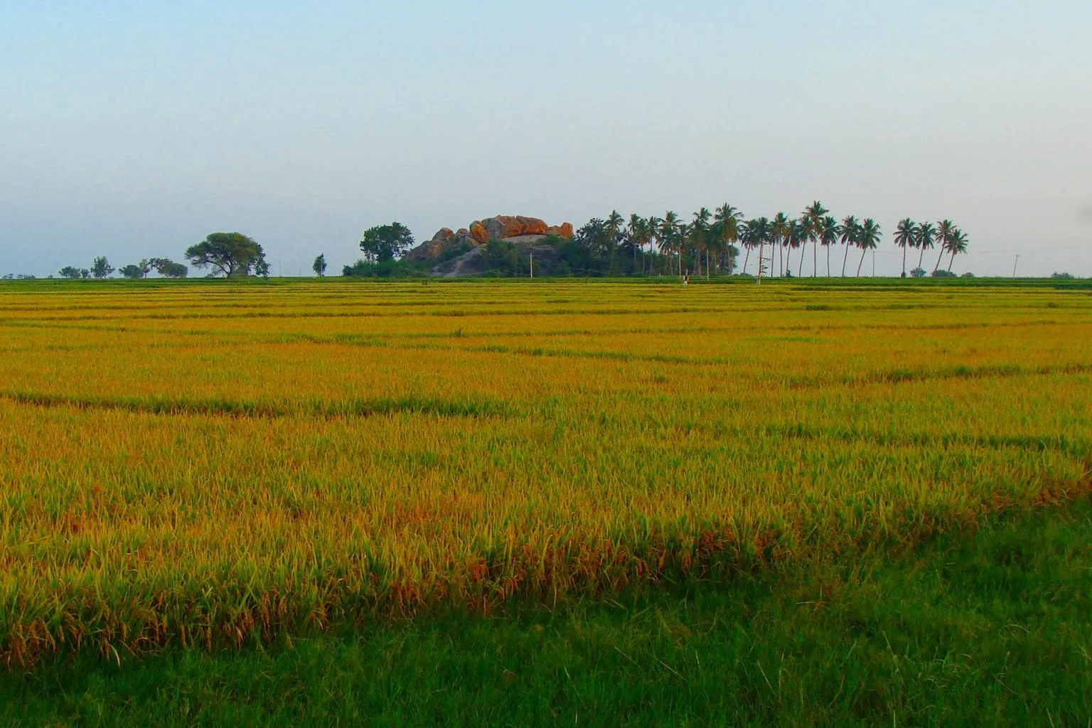 Kho ảnh tuyệt đẹp của phong cảnh cánh đồng lúa chín vàng 