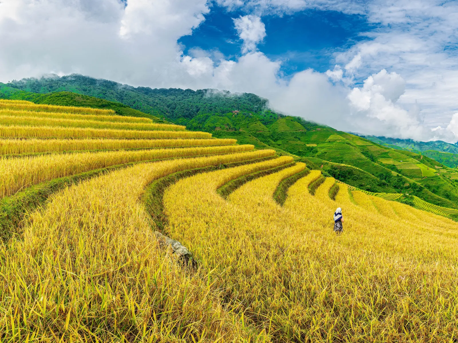 Kho ảnh tuyệt đẹp của phong cảnh cánh đồng lúa chín vàng 