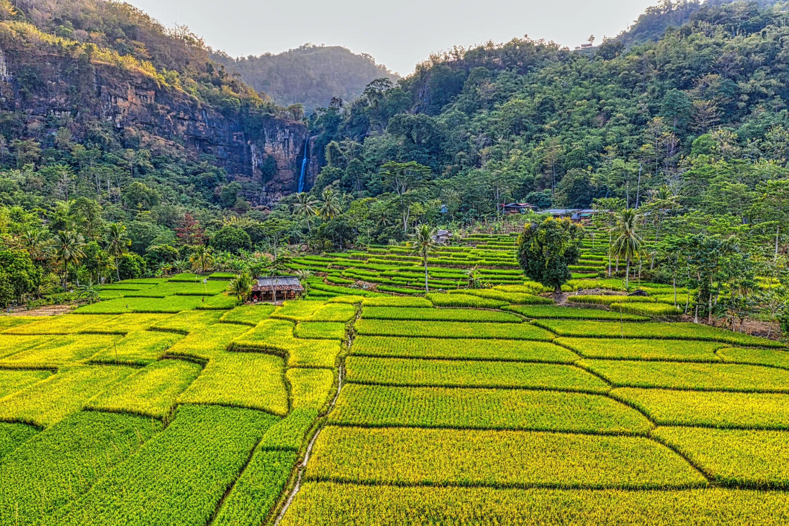 Kho ảnh tuyệt đẹp của phong cảnh cánh đồng lúa chín vàng 