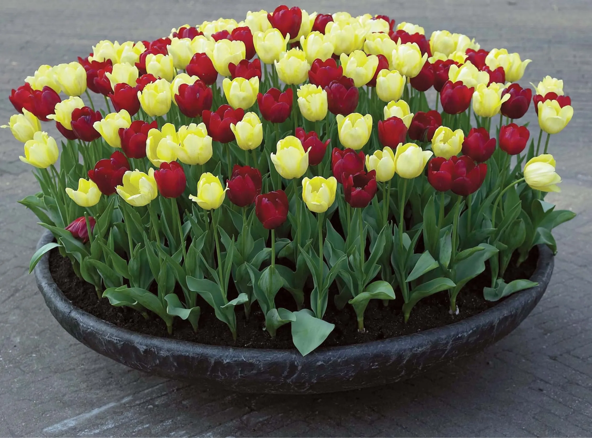 Kho ảnh tuyệt đẹp về phong cảnh vườn hoa tulip sặc sỡ màu sắc