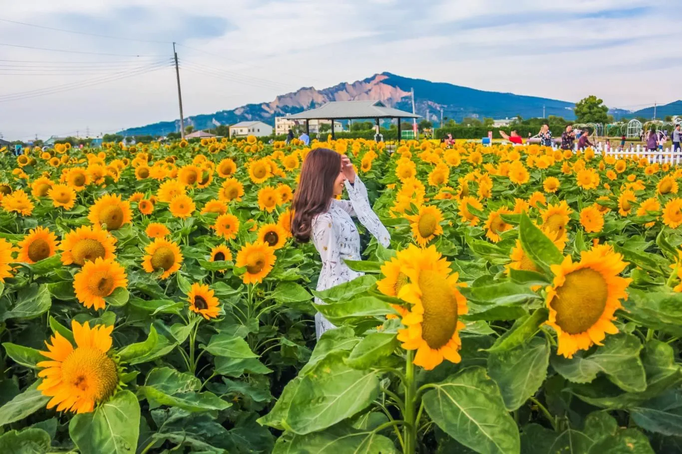 Loạt ảnh phong cảnh cánh đồng hoa hướng dương dưới ánh mặt trời