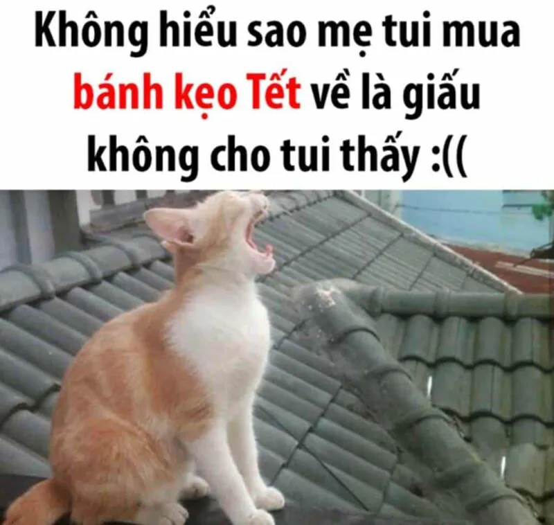 Meme không hiểu với biểu cảm ngơ ngác khi trí óc không load kịp