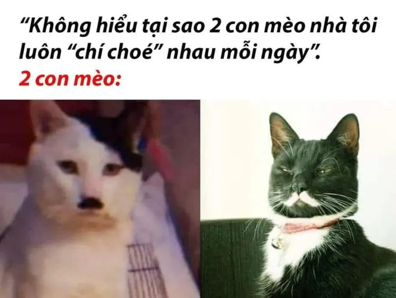 Meme không hiểu với biểu cảm ngơ ngác khi trí óc không load kịp