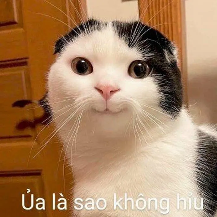 Meme không hiểu với biểu cảm ngơ ngác khi trí óc không load kịp