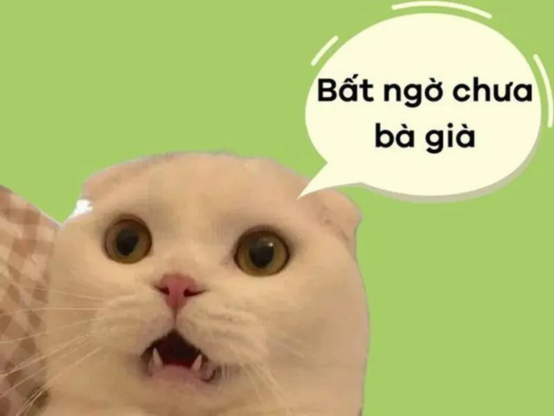 Những biểu cảm kinh điển đến ngỡ ngàng trong bộ ảnh meme bất ngờ