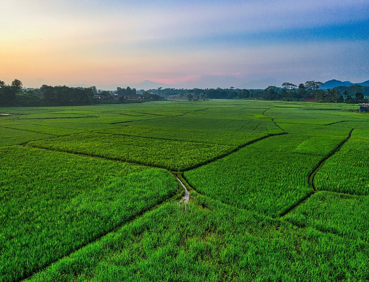 Những bức ảnh phong cảnh ruộng lúa xanh mướt siêu đẹp và bình yên