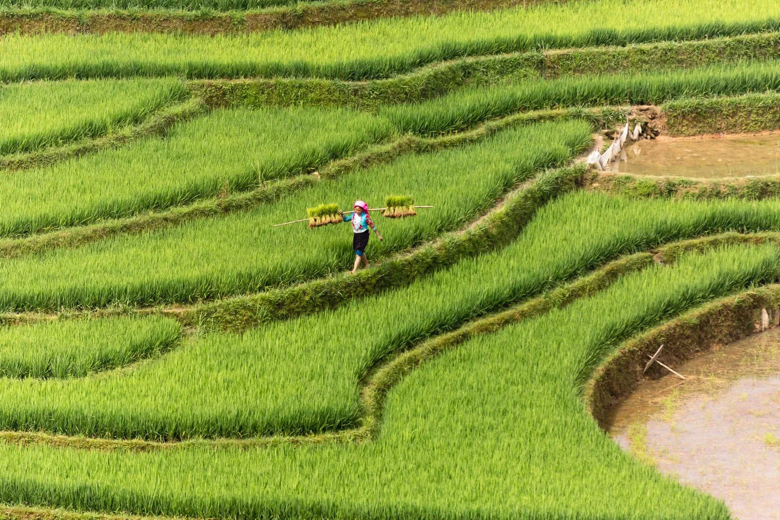 Những bức ảnh phong cảnh ruộng lúa xanh mướt siêu đẹp và bình yên