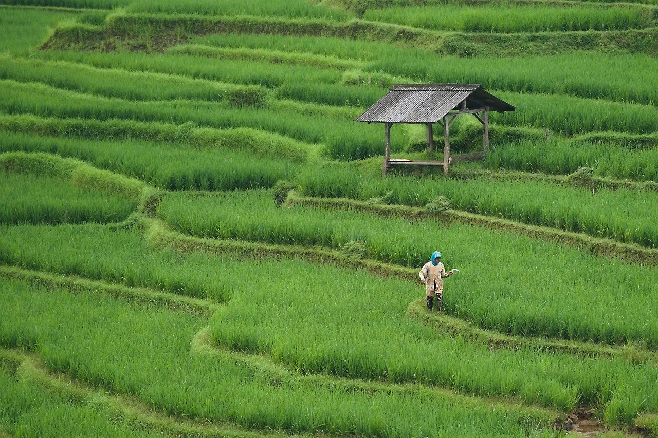 Những bức ảnh phong cảnh ruộng lúa xanh mướt siêu đẹp và bình yên