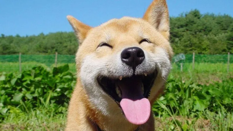 Những hình ảnh shiba meme ẩn sau sự hài hước và siêu cute