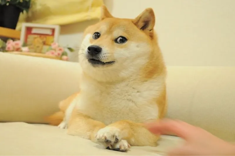 Những hình ảnh shiba meme ẩn sau sự hài hước và siêu cute