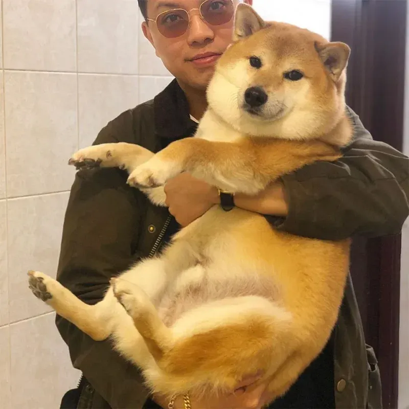 Những hình ảnh shiba meme ẩn sau sự hài hước và siêu cute