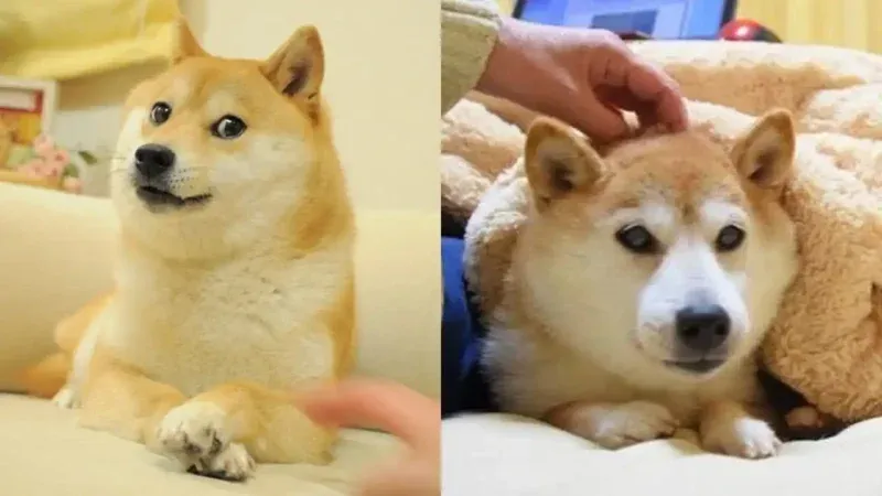 Những hình ảnh shiba meme ẩn sau sự hài hước và siêu cute