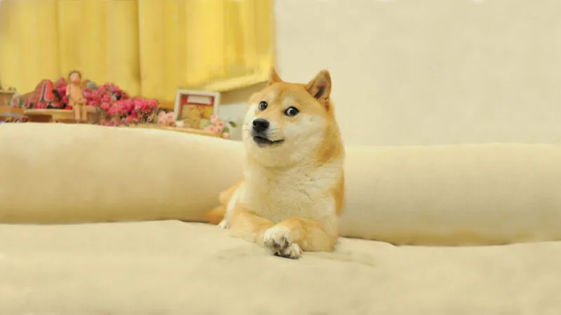 Những hình ảnh shiba meme ẩn sau sự hài hước và siêu cute