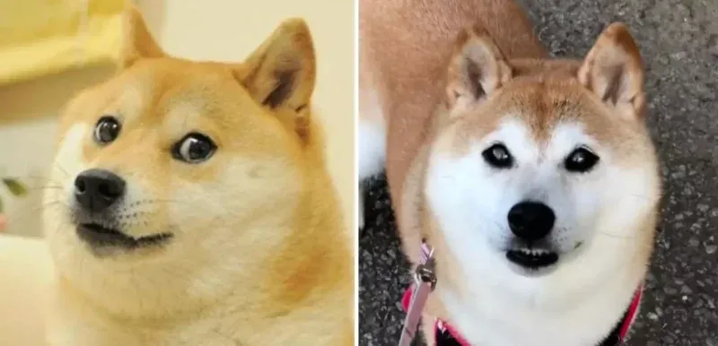 Những hình ảnh shiba meme ẩn sau sự hài hước và siêu cute