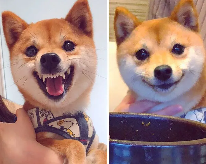 Những hình ảnh shiba meme ẩn sau sự hài hước và siêu cute