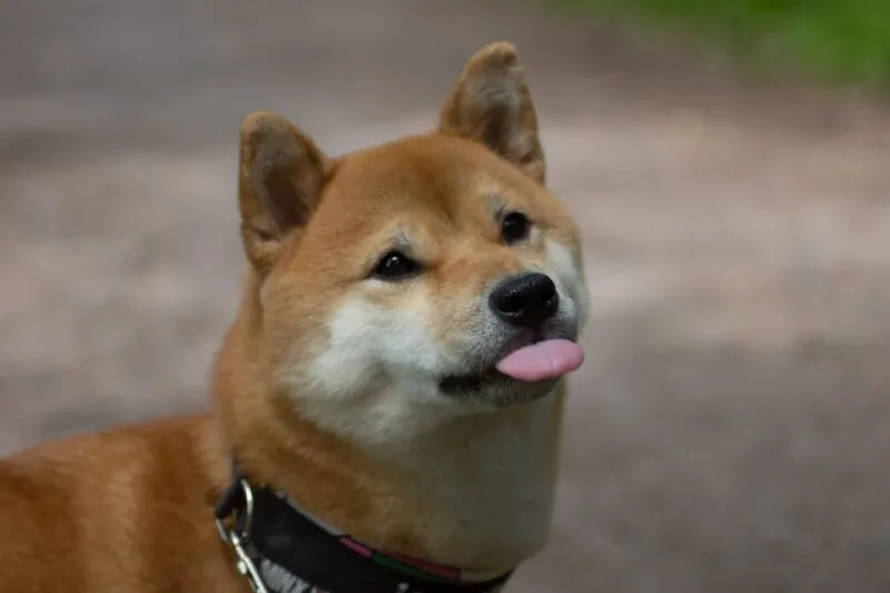 Những hình ảnh shiba meme ẩn sau sự hài hước và siêu cute