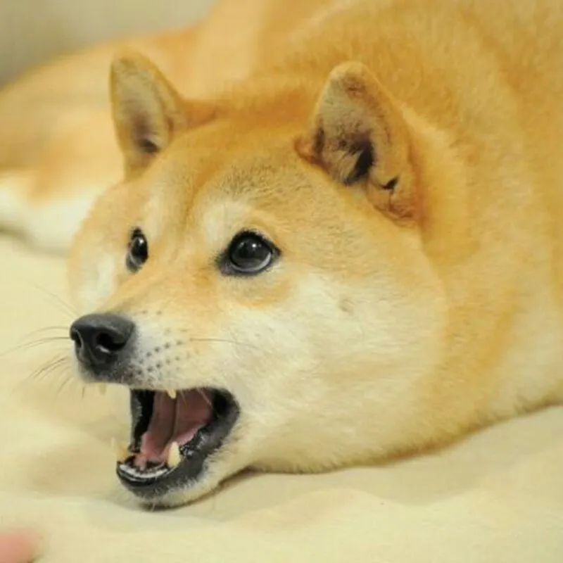 Những hình ảnh shiba meme ẩn sau sự hài hước và siêu cute