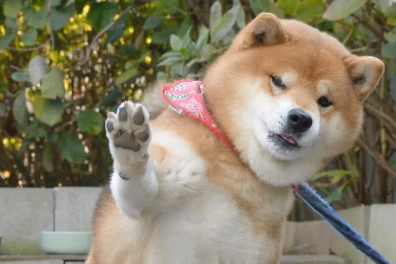 Những hình ảnh shiba meme ẩn sau sự hài hước và siêu cute