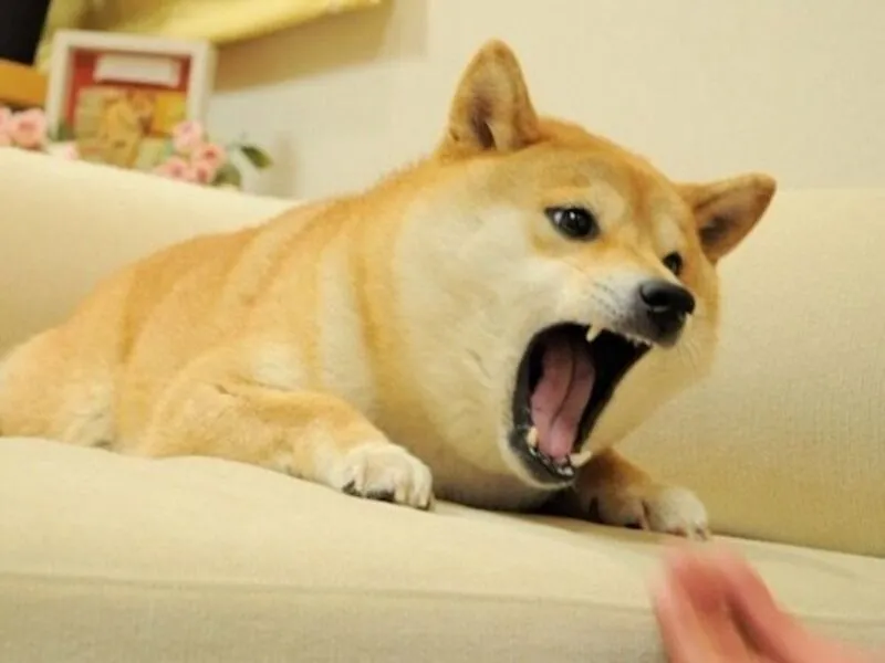 Những hình ảnh shiba meme ẩn sau sự hài hước và siêu cute