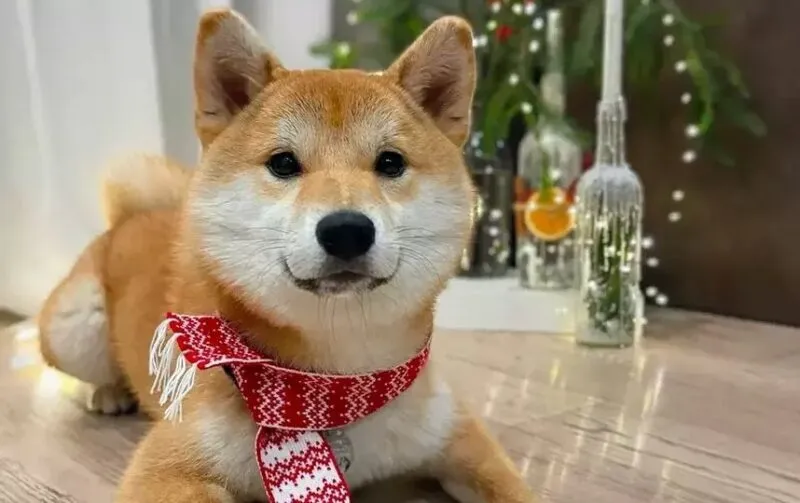 Những hình ảnh shiba meme ẩn sau sự hài hước và siêu cute