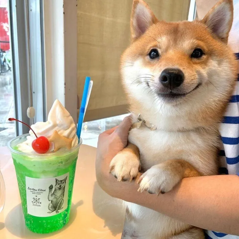 Những hình ảnh shiba meme ẩn sau sự hài hước và siêu cute