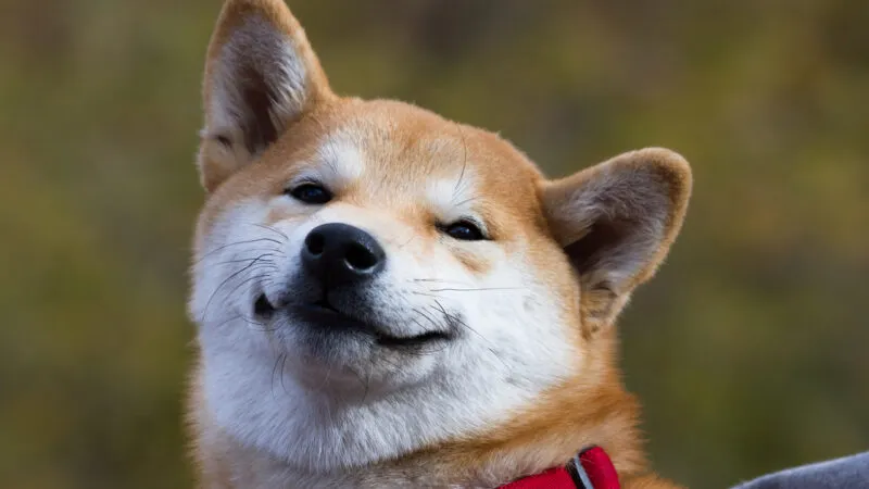 Những hình ảnh shiba meme ẩn sau sự hài hước và siêu cute