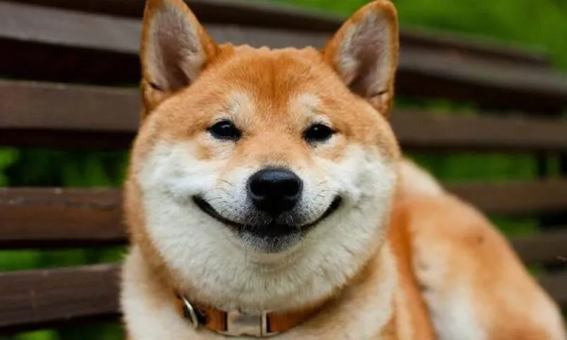 Những hình ảnh shiba meme ẩn sau sự hài hước và siêu cute